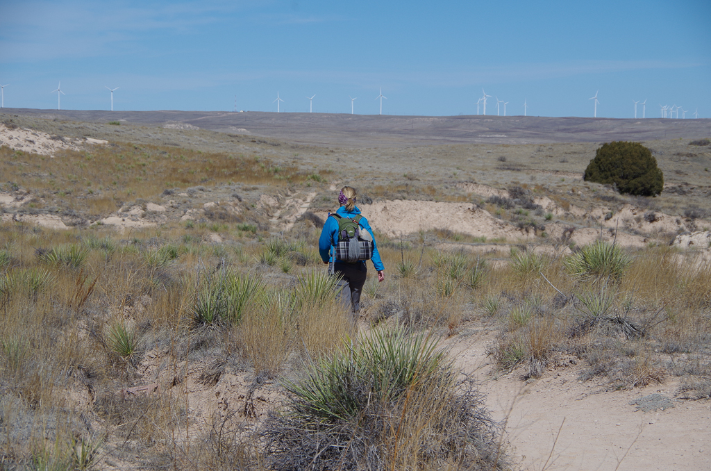 Hundreds of windmills dot the landscape throughout Pawnee National Grasslands along with innumerable fracking wells