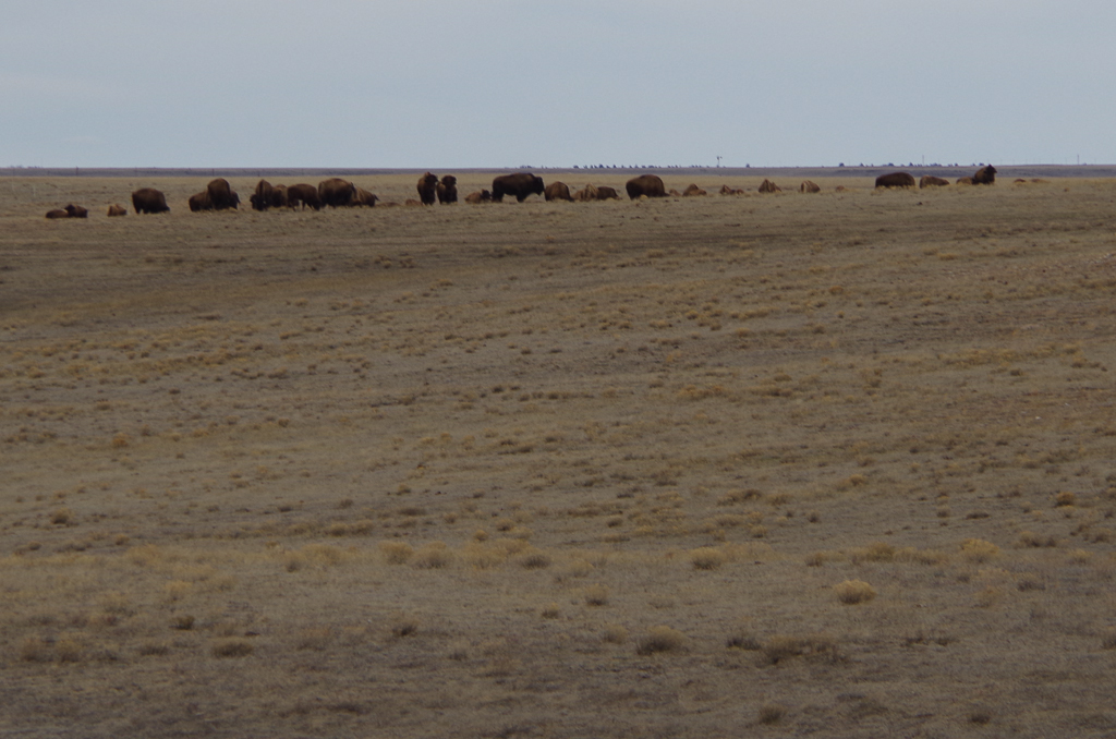 Bison in the western distance near our next destination...