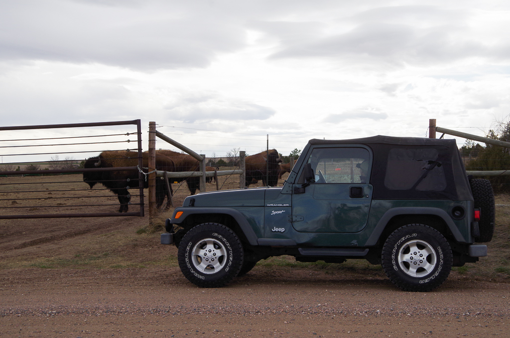 Bison on High Point ranch