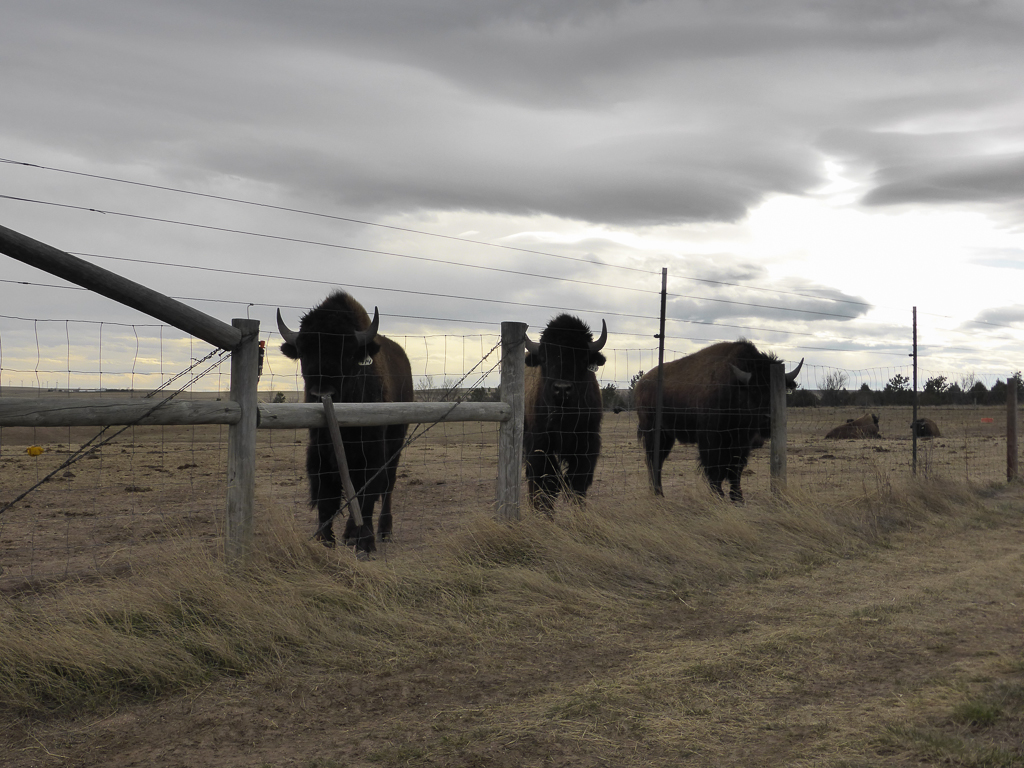 Bison on High Point ranch