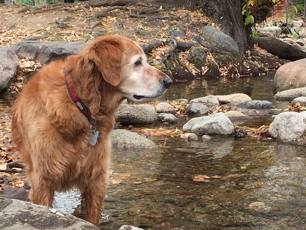 River Dog--the best dog I could ever hope for.